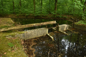 Waterloopbos