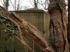 Bunker en boom van Rinke Velds