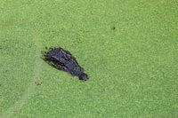 Crocodile in water with duckweed