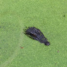 Crocodile in water with duckweed