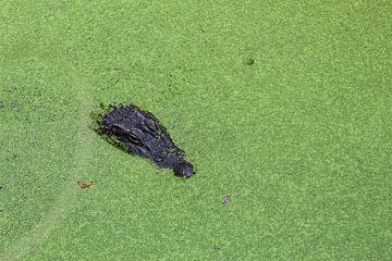 Crocodile in water with duckweed by Eline Lohman