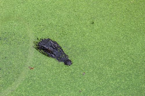Krokodil im Wasser mit Wasserlinse