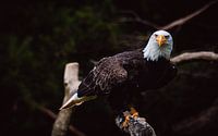 Weißkopfseeadler