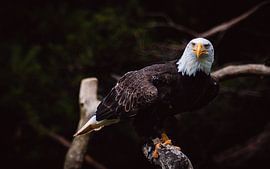 Pygargue à tête blanche sur Visual Creations by Timon