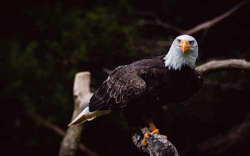Pygargue à tête blanche