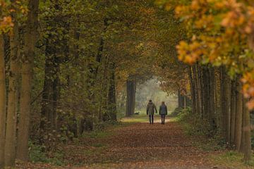 Ein Waldspaziergang im Herbst in den Niederlanden