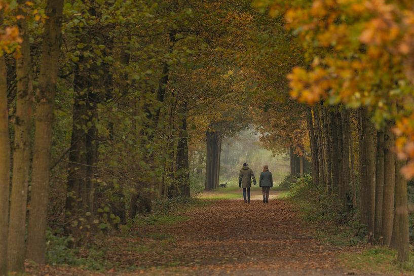 A walk in the woods during autumn in the Netherlands by Eric Wander