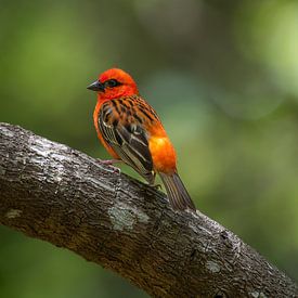 Le tisserand rouge de l'île Maurice sur Lex van Doorn