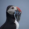 Puffins prey - 02 by Classic PrintArt