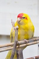 Kakariki