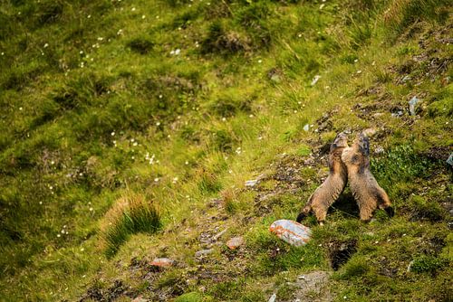 Bataille en montagne sur Beeldspraak