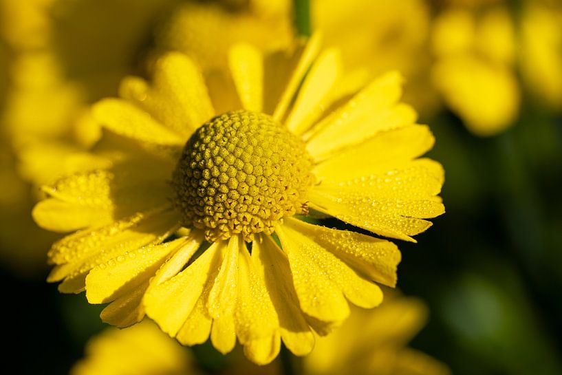 Zonnebloem, Helenium van Alexander Ludwig
