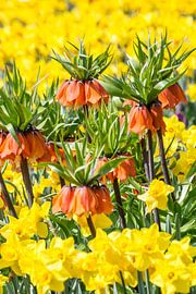 Colorful flower bed with daffodils and fritillaria imperialis flowers by ManfredFotos