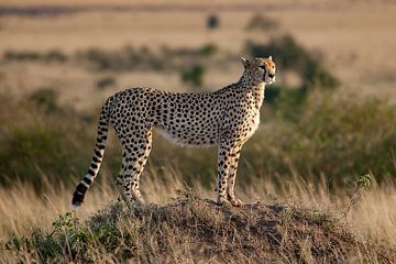 Cheetah op de uitkijk van Peter Michel