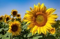 Sonnenblume von Hermen Buurman Miniaturansicht