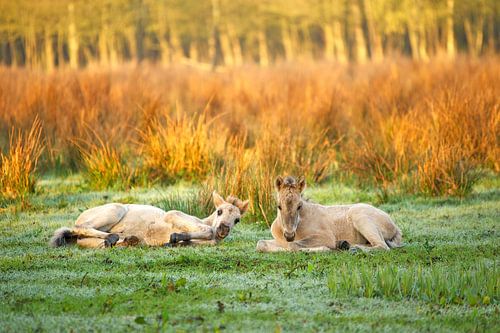 Foals of Przewalski's horse