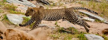 Leopard en chasse sur Peter Michel