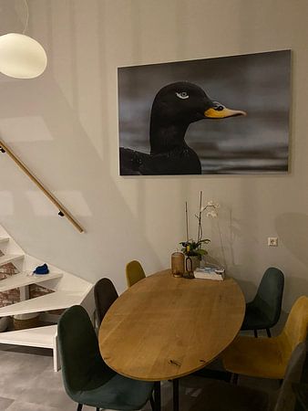 Grote Zee-eend van dichtbij