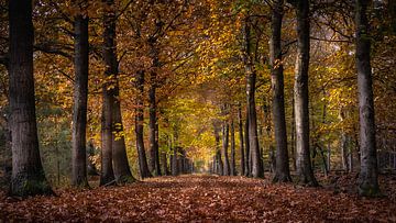 Chemin forestier aux couleurs de l'automne sur Harold van den Hurk