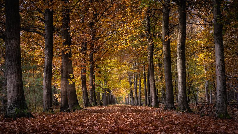 Bospad in herfstkleuren van Harold van den Hurk