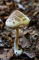 Mushroom
