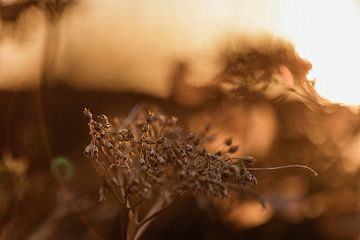 Coucher de soleil sur Tessa Heijmer