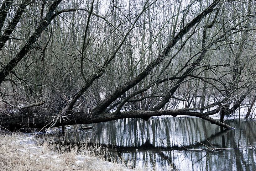 Am Ufer des Wassers steht ein Baum, dessen Äste im Wasser liegen. von Lieke van Grinsven van Aarle