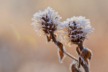 frosty fluff by Daniela Beyer