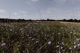 Blumen in Frankreich von Britt Laske