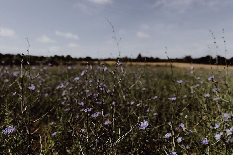Flowers in France by Britt Laske