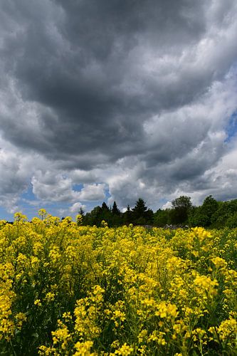 A rapeseed field under a stormy sky