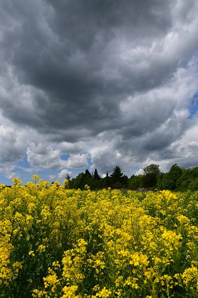 A rapeseed field under a stormy sky by Claude Laprise