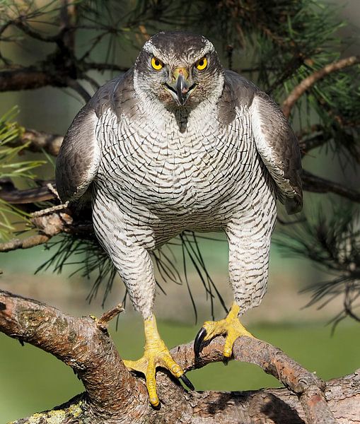Finnish Goshawk by Loek Lobel