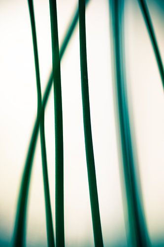 Minimalistisch: Schnittlauch