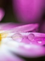 Roze struikmargriet