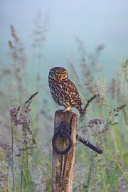 Chouette chevêche, (Athene noctua).