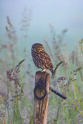 Steinkauz, (Athene noctua).