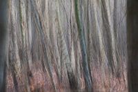 Birch forest ICM photography (horizontal)