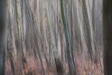 Birch forest ICM photography (horizontal)