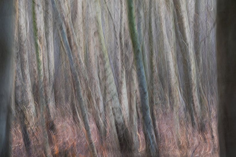 Photographie ICM de la forêt de bouleaux (horizontale) par Jasper Coulier