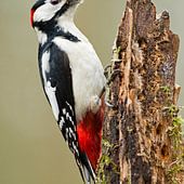 Woodpecker