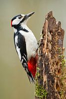 Great spotted woodpecker
