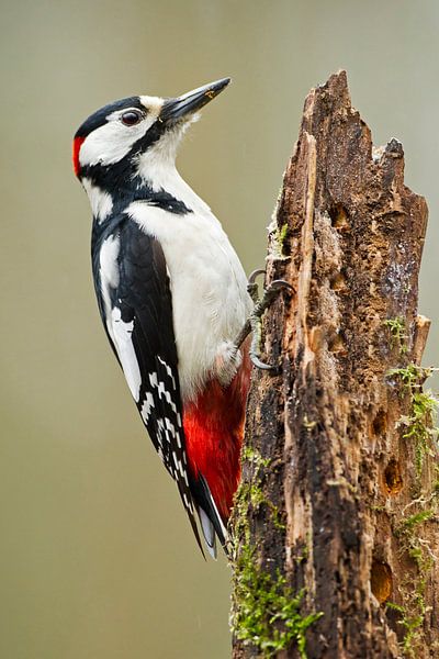 Buntspecht von Menno Schaefer