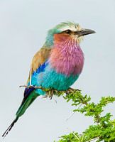 Lilac-breasted roller