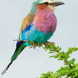 Lilac-breasted roller by OCEANVOLTA