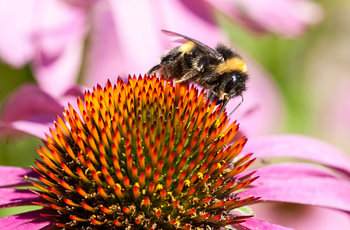 hongerige hommel