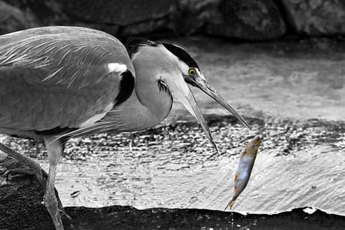 Graureiher beim Fischfang