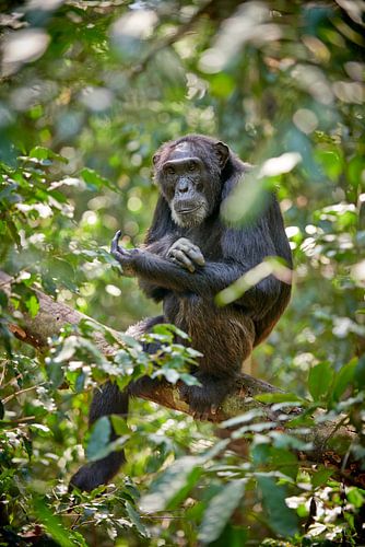wilder Schimpanse von Jürgen Ritterbach