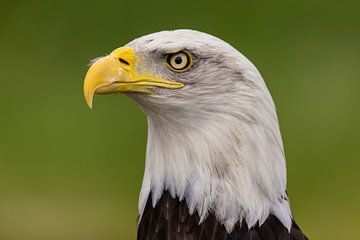 De Bald Eagle, Amerikaanse Zeearend.