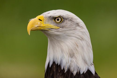 The Bald Eagle, American Bald Eagle.